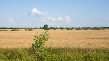 Yazın tarlalarda ekinler. Köyün üzerinde resim gibi mavi bir gökyüzü. Manzara.