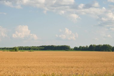 Yazın olgunlaşmış buğday tarlasının ortasında birkaç ağaç. Tahıl toplamadan önce tarım arazisi. Resimli kırsal alan. Mavi gökyüzüne karşı kabarık beyaz bulutlar.