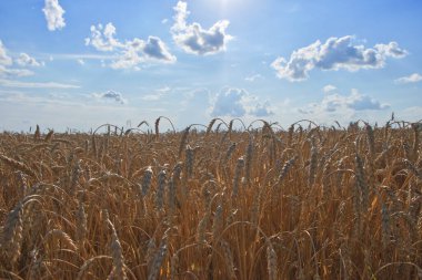 Açık mavi gökyüzüne karşı olgun altın buğday dikenleri. Güneşli bir yaz gününde tahıl hasadı. Tarım tesisleri.