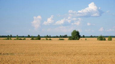 Yazın olgunlaşmış buğday tarlasının ortasında birkaç ağaç. Tahıl toplamadan önce tarım arazisi. Resimli kırsal alan. Mavi gökyüzüne karşı kabarık beyaz bulutlar.
