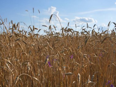 Sıcak bir yaz akşamında mavi gökyüzüne karşı buğday kulakları. Olgun ekinler. Çiftlik bitkileri.