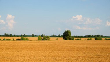 Yazın olgunlaşmış buğday tarlasının ortasında birkaç ağaç. Tahıl toplamadan önce tarım arazisi. Resimli kırsal alan. Mavi gökyüzüne karşı kabarık beyaz bulutlar.