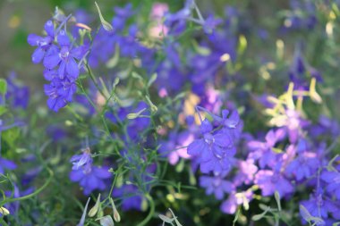 Çatallı Larkspur (Consolida Regalis). Küçük leylak kır çiçekleri. Doğal arkaplan.