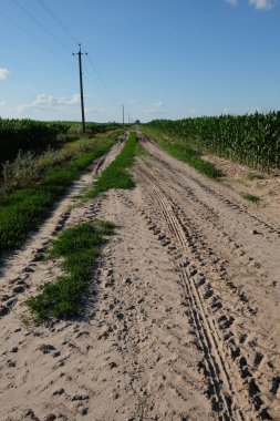 Güneşli bir günde mısır tarlaları arasındaki toprak yol. Yol boyunca elektrik direkleri var. Toprakta traktör izleri.