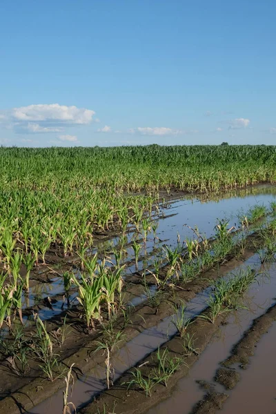 Water-flooded corn crops. Flooding in agricultural areas. Scenery.