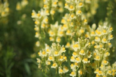 Flaxseed or wild snapdragon (Linaria vulgaris) is a medicinal herb. Wildflowers inflorescence. clipart