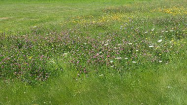 Çeşitli tarla bitkileri, bozkır manzarası. Birçok kır çiçeği, arka plan.