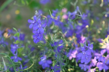 Çatallı Larkspur (Consolida Regalis). Küçük leylak kır çiçekleri. Doğal arkaplan.