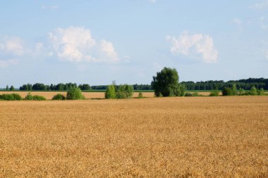 Yazın olgunlaşmış buğday tarlasının ortasında birkaç ağaç. Tahıl toplamadan önce tarım arazisi. Resimli kırsal alan. Mavi gökyüzüne karşı kabarık beyaz bulutlar.