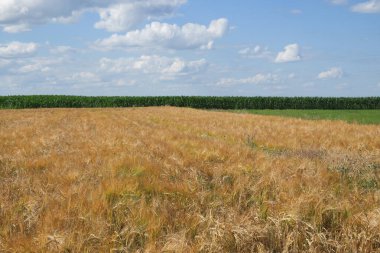 Uçsuz bucaksız bir arpa tarlasının üzerindeki mavi gökyüzü. Çiftlik arazisi. Resimli bir yer. Güneşli bir yaz gününde mavi gökyüzü olan arpa gevreği tarlaları..