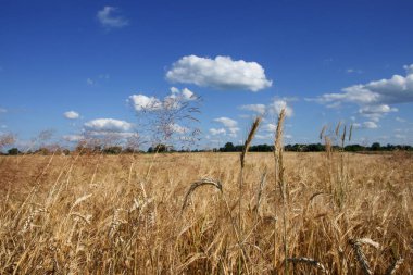 Açık mavi gökyüzüne karşı olgun altın çavdar mahsulleri. Güneşli bir yaz gününde tahıl hasadı. Tarım tesisleri.