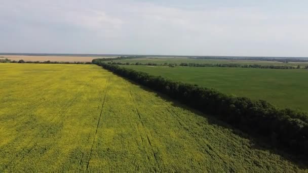 Bäume Der Nähe Eines Sonnenblumenfeldes Luftaufnahme Klarer Himmel Über Landwirtschaftlichen — Stockvideo