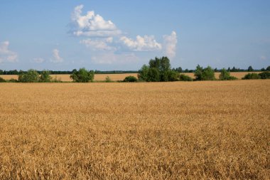 Yazın olgunlaşmış buğday tarlasının ortasında birkaç ağaç. Tahıl toplamadan önce tarım arazisi. Resimli kırsal alan. Mavi gökyüzüne karşı kabarık beyaz bulutlar.