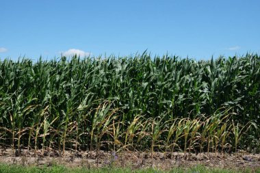Güneşli bir günde açık mavi gökyüzünün altında mısır tarlası. Tarım arazisi.