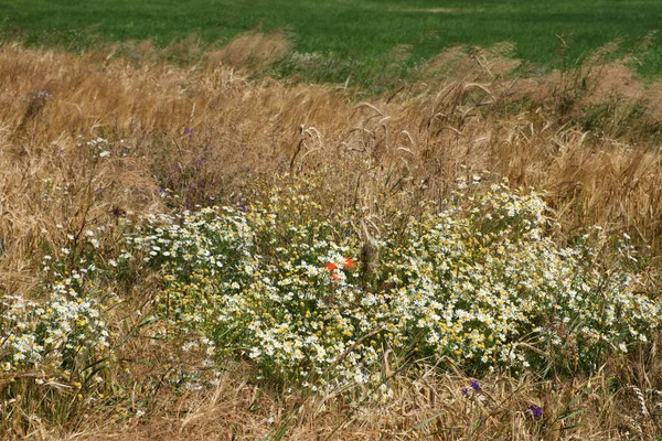 Många Vilda Blommor Bland Stäppgräset Blommig Bakgrund Vackra Varierade Blommor — Stockfoto