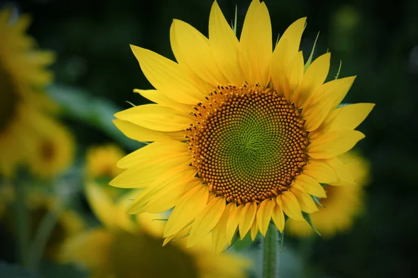 Tournesol Unique Sur Fond Flou Gros Plan — Photo