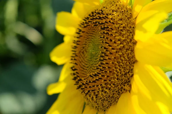 Tournesol Unique Sur Fond Flou Gros Plan — Photo