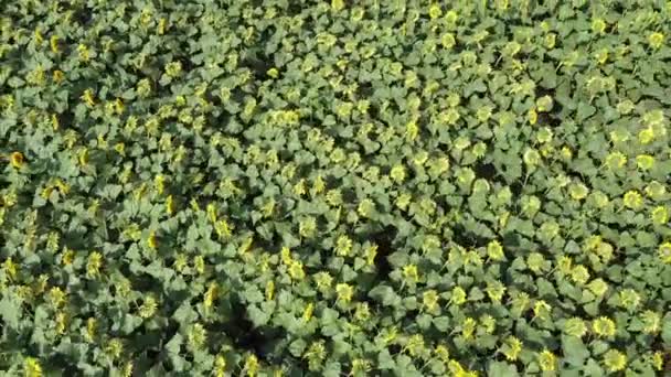 Campo Girassol Dia Ensolarado Vista Aérea Campo Fazenda Plantado Com — Vídeo de Stock