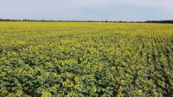 Malebné Pole Slunečnic Pod Modrou Oblohou Vzdušný Výhled Farmářské Pole — Stock video