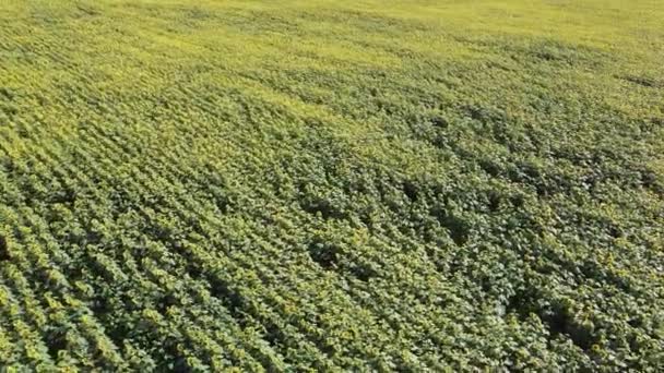 Campo Girassol Dia Ensolarado Vista Aérea Campo Fazenda Plantado Com — Vídeo de Stock