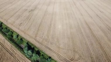 Olgun mısır gevreği tarlasının kuş bakışı görüntüsü. Tarım arazisi.