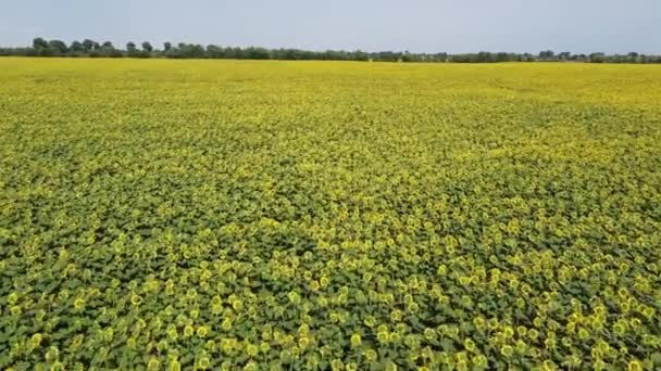 Malebné Pole Slunečnic Pod Modrou Oblohou Vzdušný Výhled Farmářské Pole — Stock video