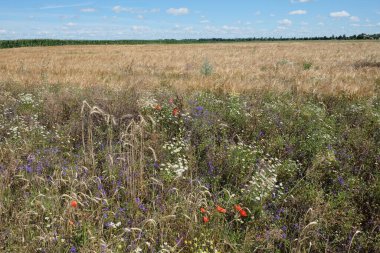 Güneşli bir yaz gününde Ukrayna bozkırları. Çeşit çeşit bozkır bitkileri.