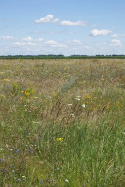 Güneşli bir yaz gününde Ukrayna bozkırları. Çeşit çeşit bozkır bitkileri.