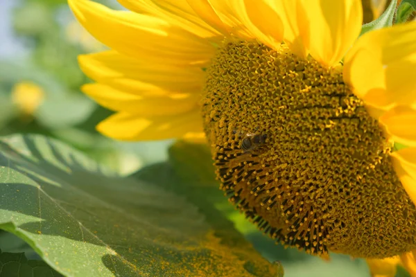 Une Abeille Recueille Nectar Tournesol Gros Plan Tournesol Fleurs — Photo