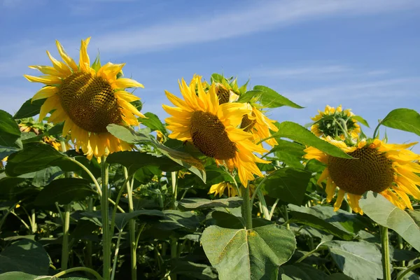 Blooming sunflowers against a clear blue sky, close-up.