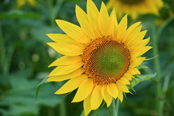 Tournesol Unique Sur Fond Flou Gros Plan — Photo