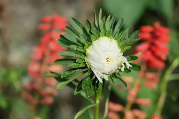 Flor Única Crisantemo Blanco Sobre Fondo Borroso Cerca Rocía Gotas —  Fotos de Stock