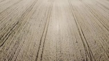 Olgun mısır gevreği tarlasının kuş bakışı görüntüsü. Tarım arazisi.