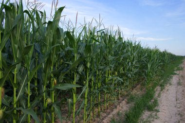 Güneşli bir günde açık mavi gökyüzünün altında mısır tarlası. Tarım arazisi.