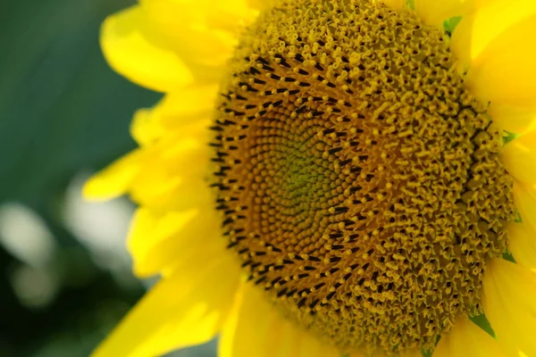 Jednoduchý Slunečnicový Květ Rozmazaném Pozadí Detail — Stock fotografie