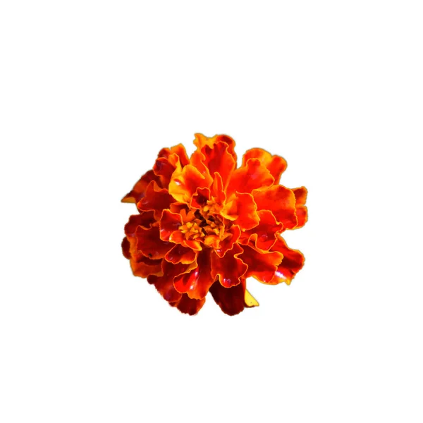 Bir Kadife Çiçeği Yakın Plan Yapraklarında Çiy Taneleri Olan Parlak — Stok fotoğraf