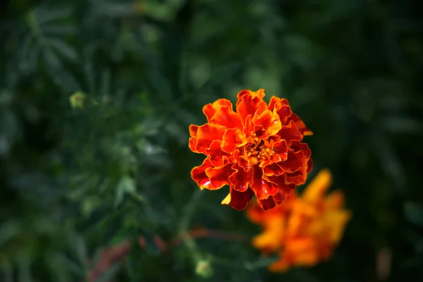 Jedna Květina Marigoldu Zblízka Jasná Květina Rosou Okvětních Lístcích — Stock fotografie