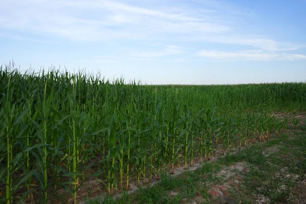 Maisanbau Unter Strahlend Blauem Himmel Einem Sonnigen Tag Agrarlandschaft — Stockfoto