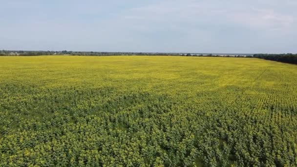 Campo Pintoresco Girasoles Bajo Cielo Azul Vista Aérea Campo Granja — Vídeo de stock