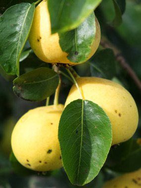 Ağaç dalında olgun armut meyvesi, yakın plan..