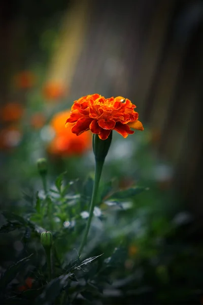 Single Flower Marigold Close Bright Flower Dew Petals Vignette — Stock Photo, Image