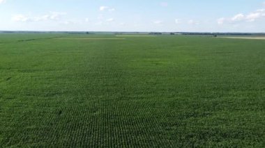 Güneşli bir yaz gününde büyük bir mısır tarlası, hava manzarası. Mavi gökyüzü yeşil çiftlik arazisi, manzara.