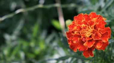 Tek kadife çiçeği, yakın plan. Yapraklarında çiy taneleri olan parlak bir çiçek.