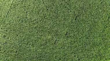 Geniş mısır tarlaları, üst manzara. Yeşil tarlalar, manzara.