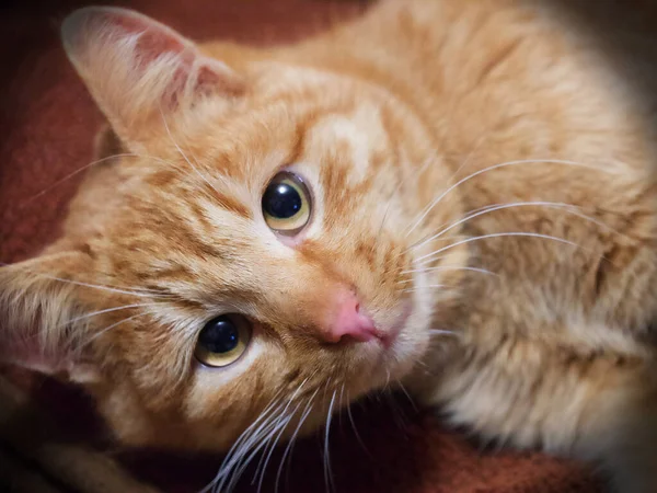 Retrato Gato Vermelho Adulto Close Gato Com Olhar Expressivo Animal — Fotografia de Stock