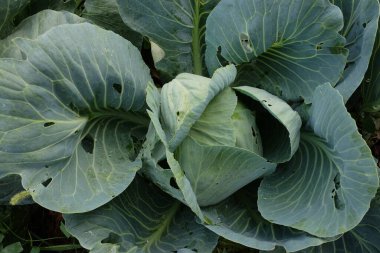 Lahana kafalar, yaklaşın. Tam Çerçeve Taze Lahana.