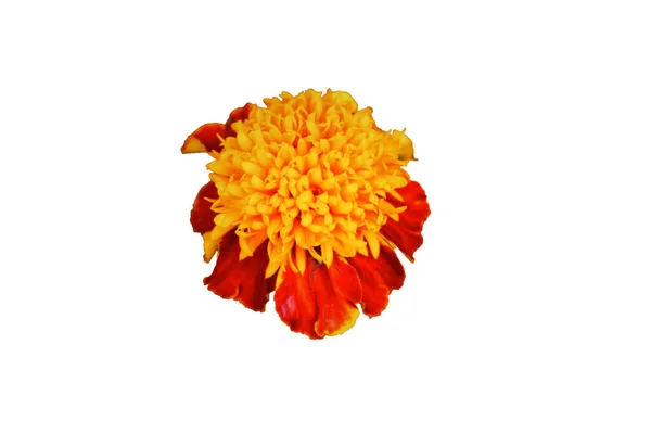 Eine Ringelblume Großaufnahme Eine Helle Blume Mit Tau Auf Den — Stockfoto