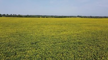 Mavi gökyüzünün altında, gökyüzü manzaralı bir ayçiçeği tarlası. Sıcak bir yaz gününde bir çiftlik arazisi, manzara..