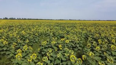 Mavi gökyüzünün altında, gökyüzü manzaralı bir ayçiçeği tarlası. Sıcak bir yaz gününde bir çiftlik arazisi, manzara..