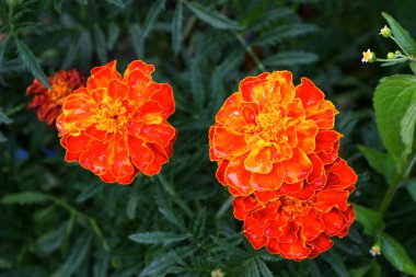 Birkaç kadife çiçeği, yakın plan. Yapraklarında çiy taneleri olan parlak çiçekler.